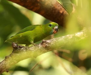 Guaiabero, 菲律宾鹦鹉, Bolbopsittacus lunulatus-gallery-