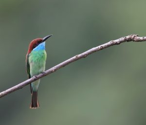 Rufous-crowned Bee-eater, 蓝喉蜂虎, Merops viridis-gallery-