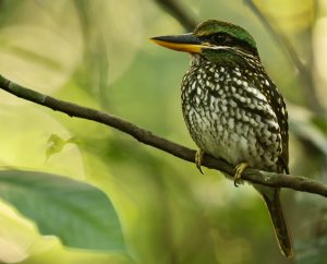 Spotted Wood Kingfisher, 斑林翡翠, Actenoides lindsayi-gallery-