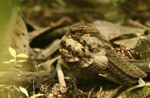 Philippine Nightjar, 菲律宾夜鹰, Caprimulgus manillensis-gallery-