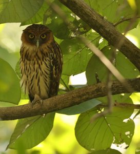 Philippine Eagle Owl, 菲律宾雕鸮, Bubo philippensis-gallery-