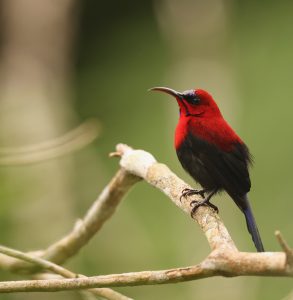 Magnificent Sunbird, 华丽太阳鸟, Aethopyga magnifica-gallery-