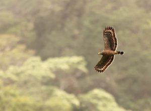 Philippine Serpent Eagle, 菲律宾蛇雕, Spilornis holospilus-gallery-