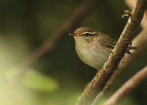 Kamchatka Leaf Warbler, 堪察加柳莺, Phylloscopus examinandus-gallery-