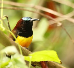 Maroon-naped Sunbird, 栗颈太阳鸟, Aethopyga guimarasensis-gallery-