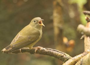 Buzzing Flowerpecker, 白腹啄花鸟, Dicaeum hypoleucum-gallery-