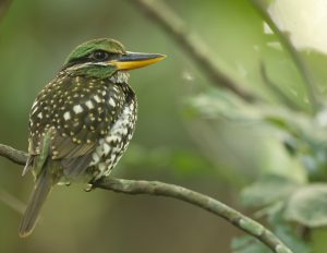 Spotted Wood Kingfisher, 斑林翡翠, Actenoides lindsayi-gallery-