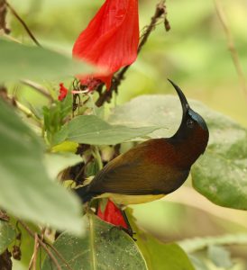 Maroon-naped Sunbird, 栗颈太阳鸟, Aethopyga guimarasensis-gallery-