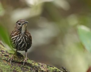 Striated Wren Babbler, 条纹地鹛, Ptilocichla mindanensis-gallery-