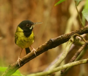 Yellow-breasted Tailorbird, 萨马缝叶莺, Orthotomus samarensis-gallery-