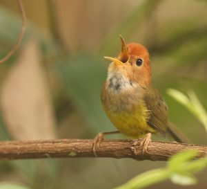 Rufous-headed Tailorbird, 褐头缝叶莺, Phyllergates heterolaemus-gallery-