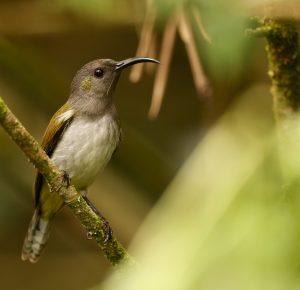 Grey-hooded Sunbird, 哈氏太阳鸟, Aethopyga primigenia-gallery-