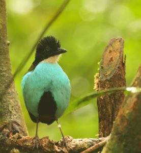 Azure-breasted Pitta, 蓝胸八色鸫, Pitta steerii-gallery-