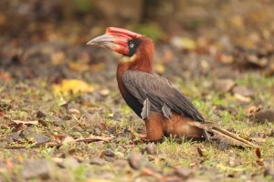 Rufous Hornbill, 棕犀鸟, Buceros hydrocorax-gallery-