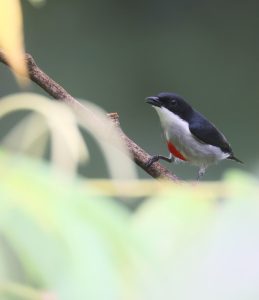 Red-keeled Flowerpecker, 红纹啄花鸟, Dicaeum australe-gallery-