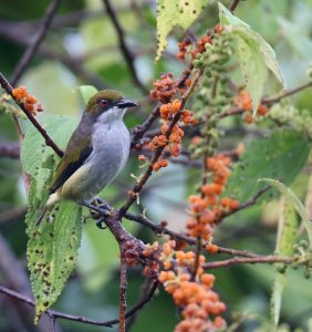 Olive-capped Flowerpecker, 绿顶啄花鸟, Dicaeum nigrilore-gallery-