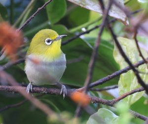 Warbling White-eye, 日本绣眼鸟, Zosterops japonicus-gallery-