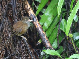 Long-tailed Bush Warbler, 长尾短翅莺, Locustella caudata-gallery-