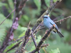 Turquoise Flycatcher, 岛仙鹟, Eumyias panayensis-gallery-