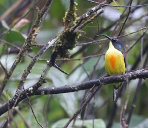 Lina’s Sunbird, 林氏太阳鸟, Aethopyga linaraborae-gallery-