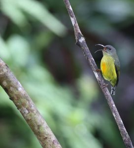 Lina’s Sunbird, 林氏太阳鸟, Aethopyga linaraborae-gallery-