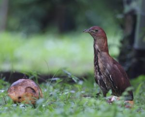 Japanese Night Heron, 栗鳽, Gorsachius goisagi-gallery-