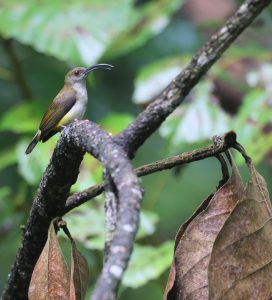 Orange-tufted Spiderhunter, 橙胁捕蛛鸟, Arachnothera flammifera-gallery-