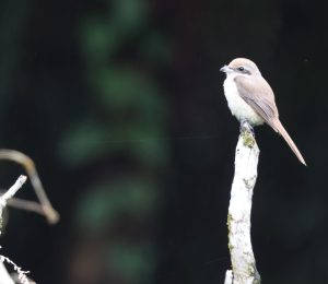 Brown Shrike, 红尾伯劳, Lanius cristatus-gallery-