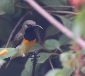 Palawan Sunbird, 黄腹花蜜鸟, Cinnyris jugularis-gallery-