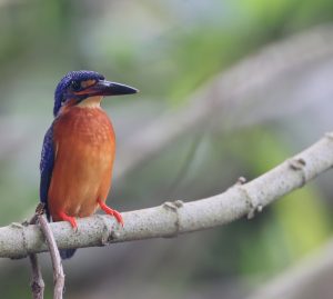 Blue-eared Kingfisher, 蓝耳翠鸟, Alcedo meninting-gallery-