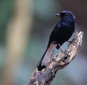 White-vented Shama, 白臀鹊鸲, Copsychus niger-gallery-