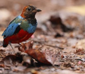 Philippine Pitta, 红胸八色鸫, Erythropitta erythrogaster-gallery-