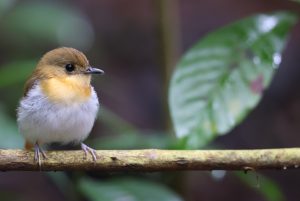 Palawan Flycatcher, 巴拉望姬鹟, Ficedula platenae-gallery-