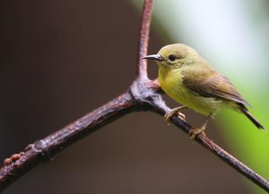 Brown-throated Sunbird, 褐喉食蜜鸟, Anthreptes malacensis-gallery-