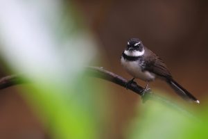 Philippine Pied Fantail, 菲律宾斑扇尾鹟, Rhipidura nigritorquis-gallery-