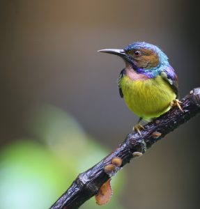 Brown-throated Sunbird, 褐喉食蜜鸟, Anthreptes malacensis-gallery-