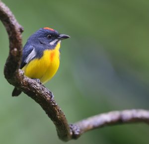 Palawan Flowerpecker, 巴拉望啄花鸟, Prionochilus plateni-gallery-