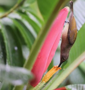 Pale Spiderhunter, 淡色捕蛛鸟, Arachnothera dilutior-gallery-