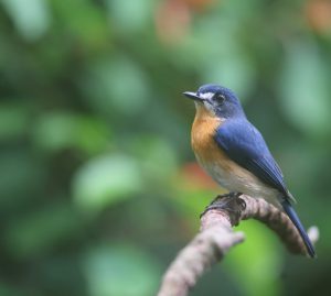 Mangrove Blue Flycatcher, 红树仙鹟, Cyornis rufigastra-gallery-