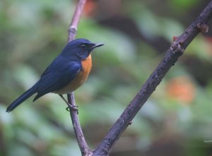 Mangrove Blue Flycatcher, 红树仙鹟, Cyornis rufigastra-gallery-