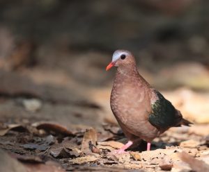 Common Emerald Dove, 绿翅金鸠, Chalcophaps indic-gallery-