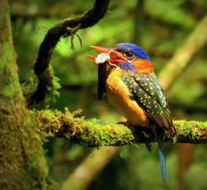 Hombron’s Kingfisher, 蓝顶翡翠, Actenoides hombroni (Ben Maputi)-gallery-