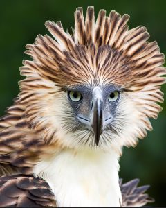 Philippine Eagle, 菲律宾雕, Pithecophaga jefferyi-gallery-