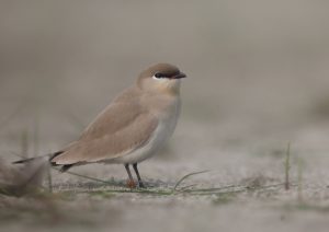 Small Pratincole, 灰燕鸻, Glareola lactea-gallery-