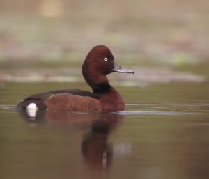 Ferruginous Duck, 白眼潜鸭, Aythya nyroca-gallery-