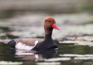 Red-crested Pochard, 赤嘴潜鸭, Netta rufina-gallery-