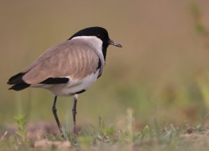 River Lapwing, 距翅麦鸡, Vanellus duvaucelii-gallery-