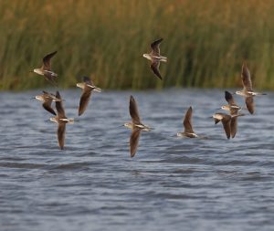 Marsh Sandpiper, 泽鹬, Tringa stagnatilis-gallery-