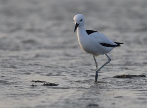 Crab Plover, 蟹鸻, Dromas ardeola-gallery-