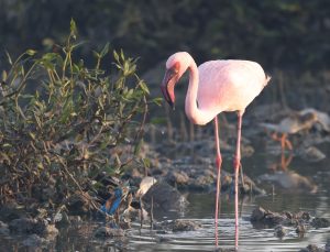 Lesser Flamingo, 小红鹳, Phoeniconaias minor-gallery-